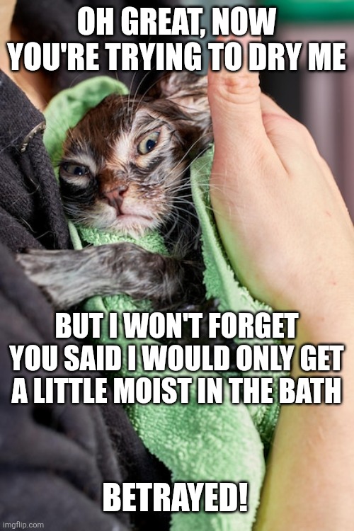 Wet cat | OH GREAT, NOW YOU'RE TRYING TO DRY ME; BUT I WON'T FORGET YOU SAID I WOULD ONLY GET A LITTLE MOIST IN THE BATH; BETRAYED! | image tagged in wet cat | made w/ Imgflip meme maker