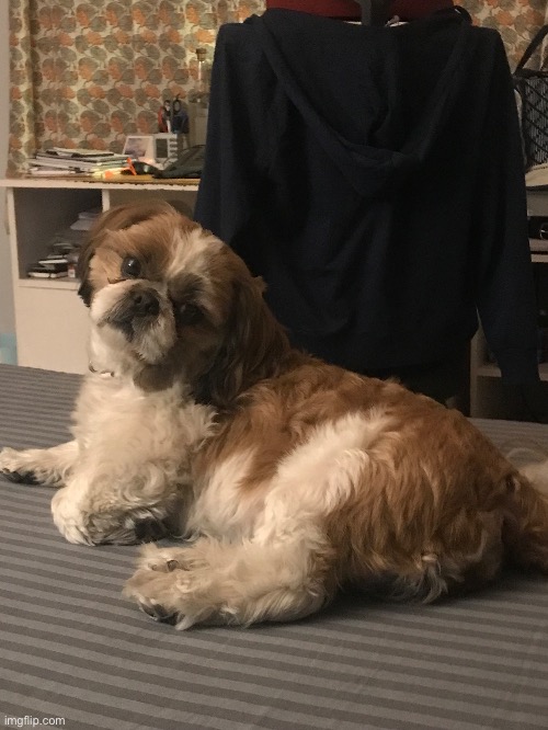 Pic of my dog 1 | made w/ Imgflip meme maker