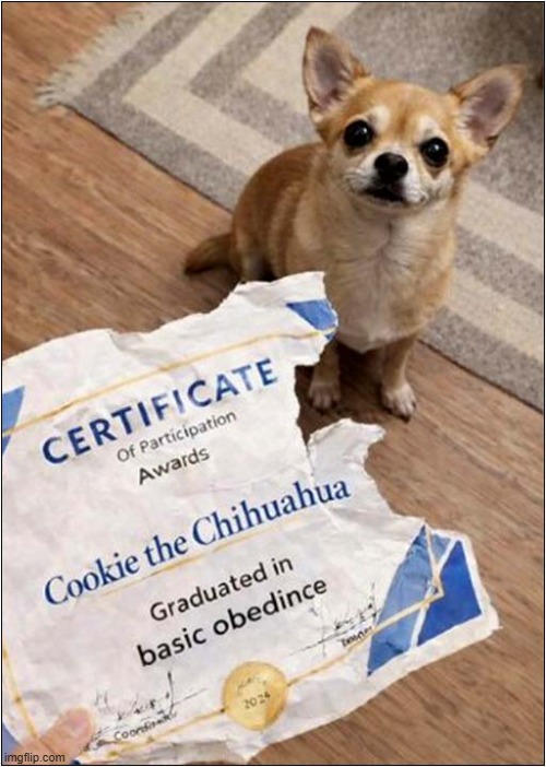 He Has No Regrets ! | image tagged in dogs,chihuahua,obedience,training,fail | made w/ Imgflip meme maker