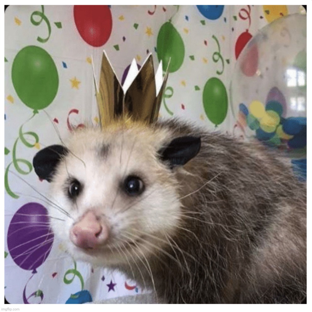 Birthday possum | image tagged in birthday possum | made w/ Imgflip meme maker