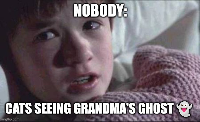 Grandma's ghost | NOBODY:; CATS SEEING GRANDMA'S GHOST 👻 | image tagged in memes,i see dead people,kuzonae4289,funny,funny memes,humor | made w/ Imgflip meme maker
