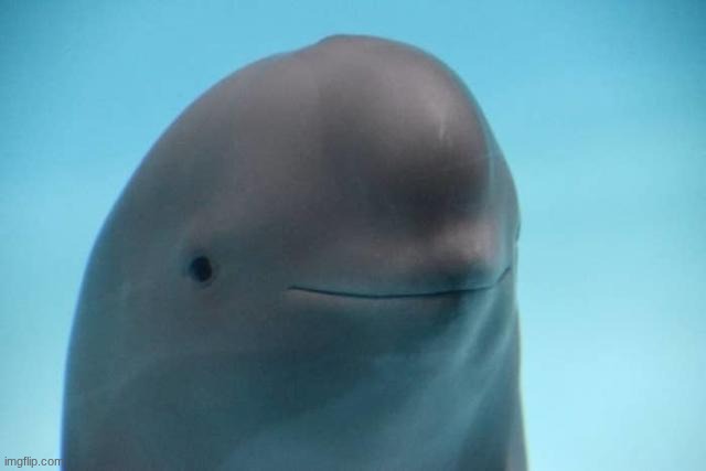 smiling dolphin | image tagged in smiling dolphin | made w/ Imgflip meme maker