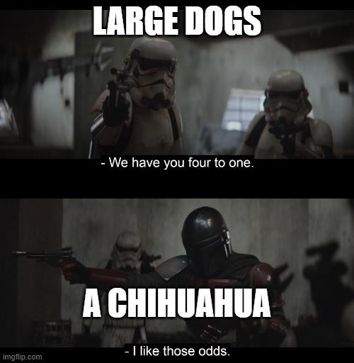 I like those odds | LARGE DOGS; A CHIHUAHUA | image tagged in i like those odds | made w/ Imgflip meme maker