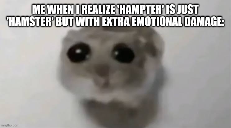 Sad Hamster | ME WHEN I REALIZE 'HAMPTER' IS JUST 'HAMSTER' BUT WITH EXTRA EMOTIONAL DAMAGE: | image tagged in sad hamster | made w/ Imgflip meme maker