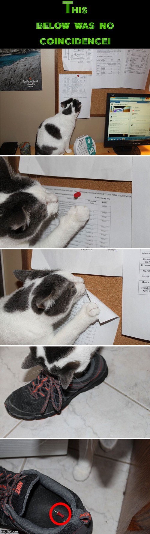 Not A Coincidence | image tagged in cats,funny cats,coincidence i think not,scumbag,mischief,curiosity | made w/ Imgflip meme maker