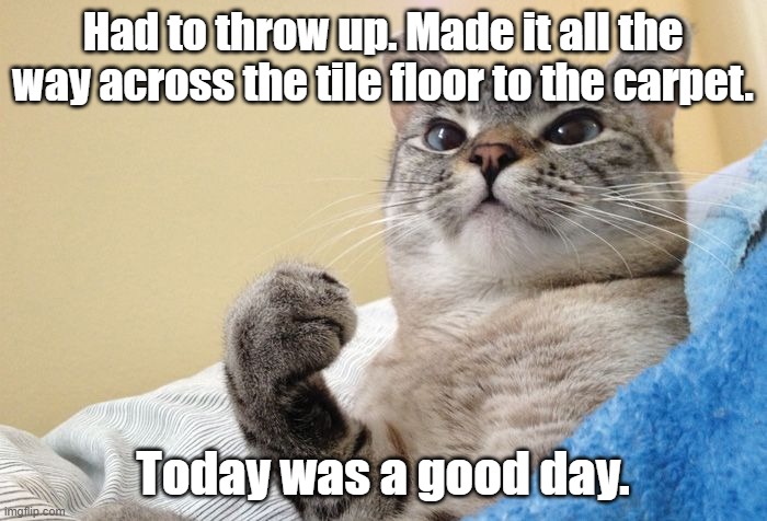 Success Cat | Had to throw up. Made it all the way across the tile floor to the carpet. Today was a good day. | image tagged in success cat | made w/ Imgflip meme maker