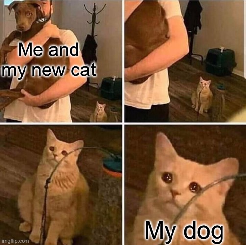 Flipped | Me and my new cat; My dog | image tagged in cat left out crying | made w/ Imgflip meme maker