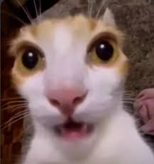 surprise cat Blank Meme Template