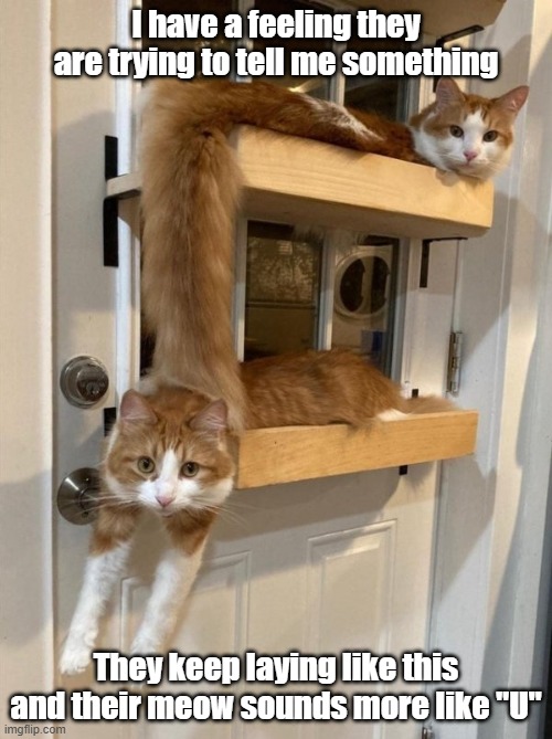 EffU | I have a feeling they are trying to tell me something; They keep laying like this and their meow sounds more like "U" | image tagged in cats,secret,flip off,melting | made w/ Imgflip meme maker
