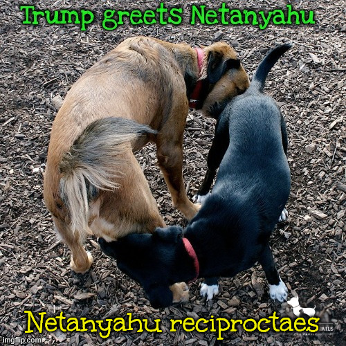 Trump greets Netayahu | Netanyahu reciproctaes | image tagged in trump greets netayahu,war-a-largo,war criminals meet,pardon bibi,what an asshole,maga mutt | made w/ Imgflip meme maker