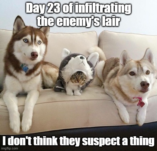 Hiding In Plain Sight | Day 23 of infiltrating the enemy's lair; I don't think they suspect a thing | image tagged in dog,cat,spy,lair | made w/ Imgflip meme maker