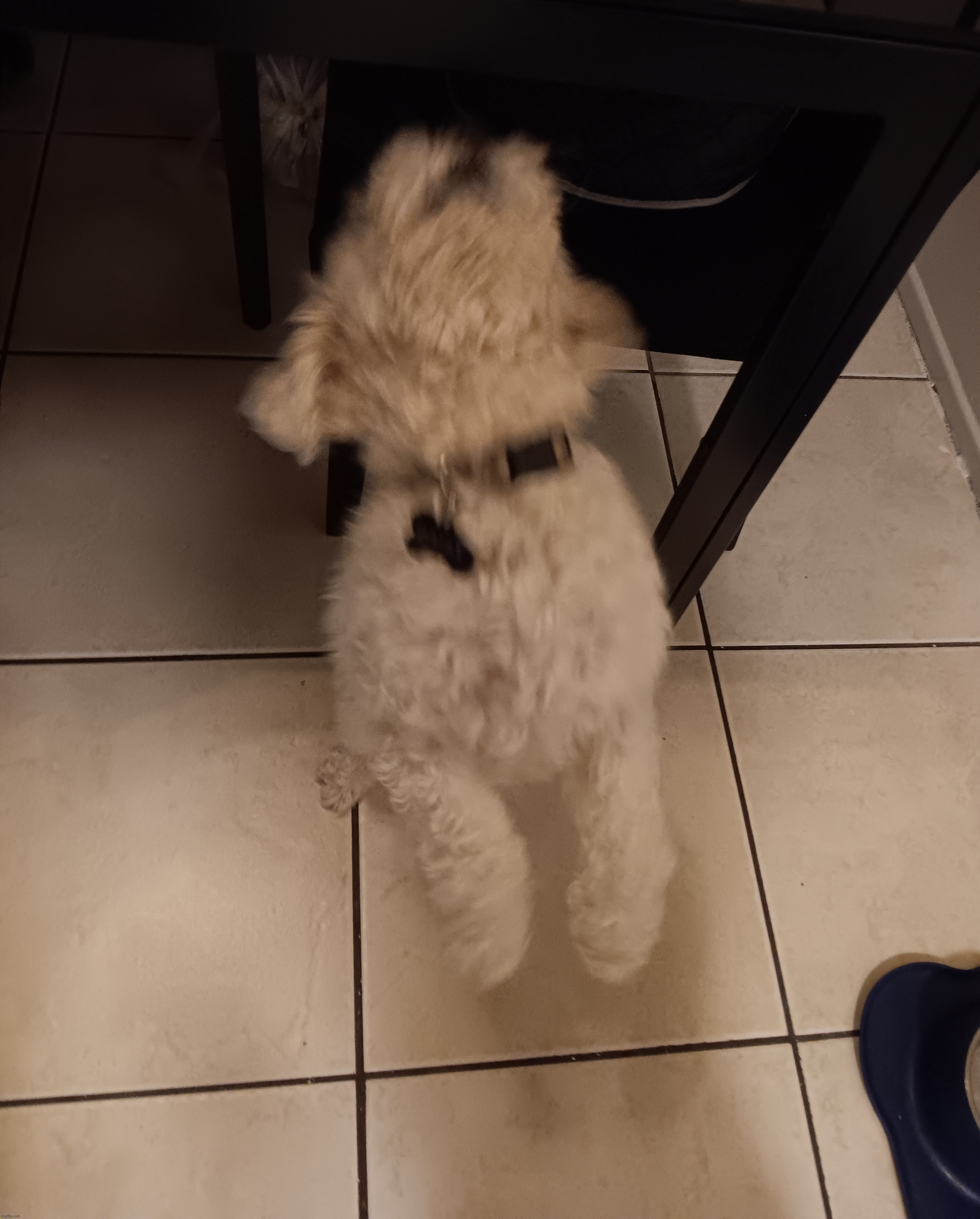 what is this diddly dog doing | made w/ Imgflip meme maker