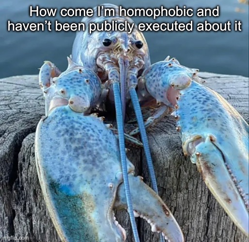 Probably because I keep it to myself unlike some | How come I’m homophobic and haven’t been publicly executed about it | image tagged in the blue lobster | made w/ Imgflip meme maker