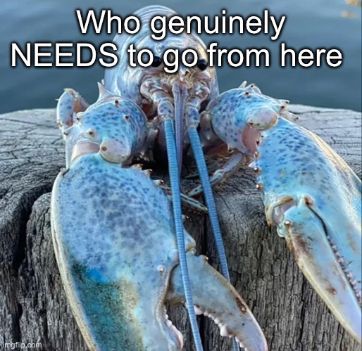 Yoshiposting | Who genuinely NEEDS to go from here | image tagged in the blue lobster | made w/ Imgflip meme maker