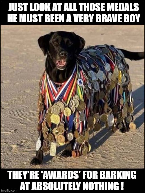 Is It That Impressive ? | JUST LOOK AT ALL THOSE MEDALS
HE MUST BEEN A VERY BRAVE BOY; THEY'RE 'AWARDS' FOR BARKING
AT ABSOLUTELY NOTHING ! | image tagged in dogs,medals,brave,barking | made w/ Imgflip meme maker