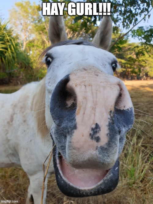 Hay Gurl! | HAY GURL!!! | image tagged in horse face,hey girl,hay gurl,hay girl,hey gurl | made w/ Imgflip meme maker