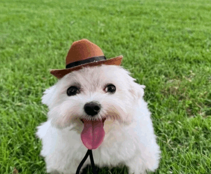 white dog cowboy hat Blank Meme Template