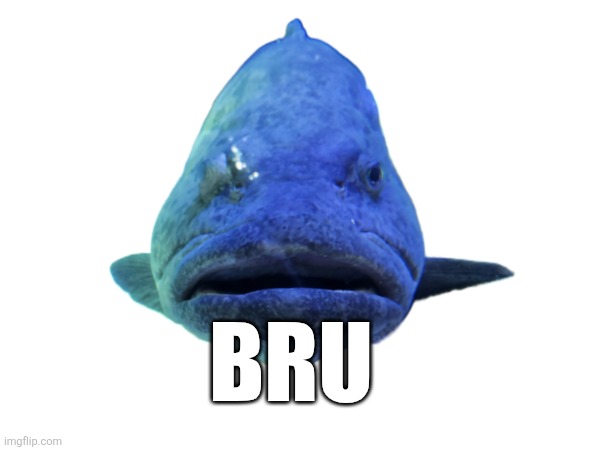fishy fishy | BRU | image tagged in fun | made w/ Imgflip meme maker