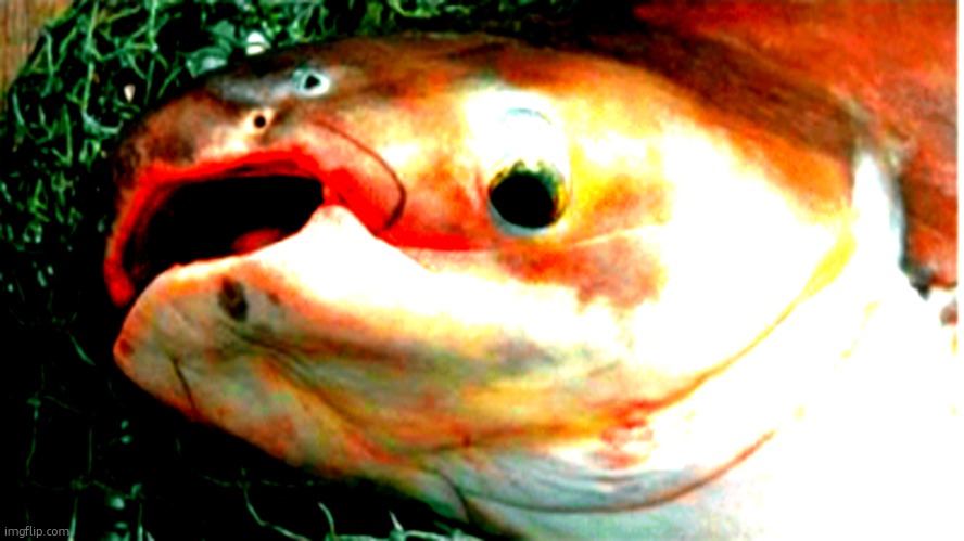 FESH | image tagged in fesh | made w/ Imgflip meme maker