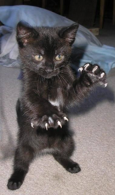 Danger mittens Blank Meme Template