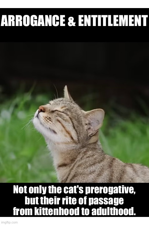 Arrogance & Entitlement | ARROGANCE & ENTITLEMENT; Not only the cat's prerogative, but their rite of passage from kittenhood to adulthood. | image tagged in cats,funny cats,entitlement,arrogance,demotivational,the truth | made w/ Imgflip meme maker