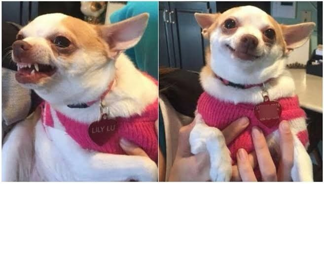 angry vs complacent Blank Meme Template