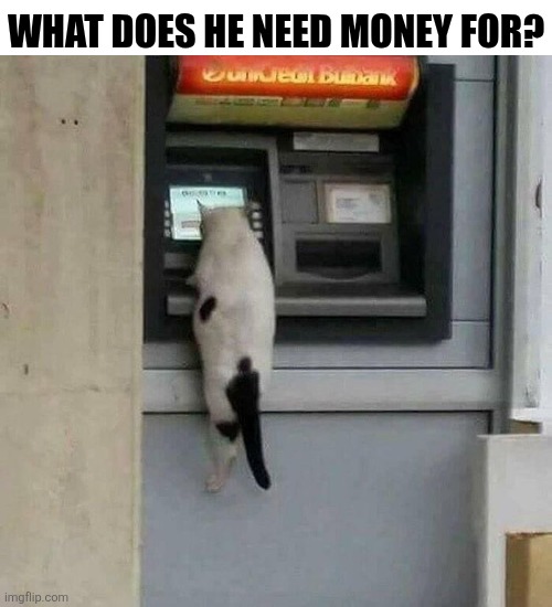 What Dose He Need Money For? | WHAT DOES HE NEED MONEY FOR? | image tagged in chrisjoines1 | made w/ Imgflip meme maker