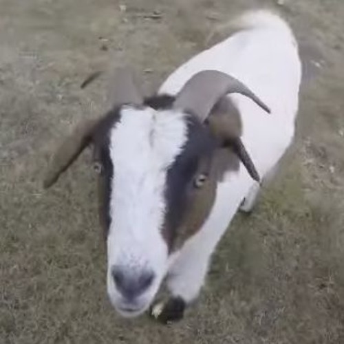 Kevin the goat Blank Meme Template