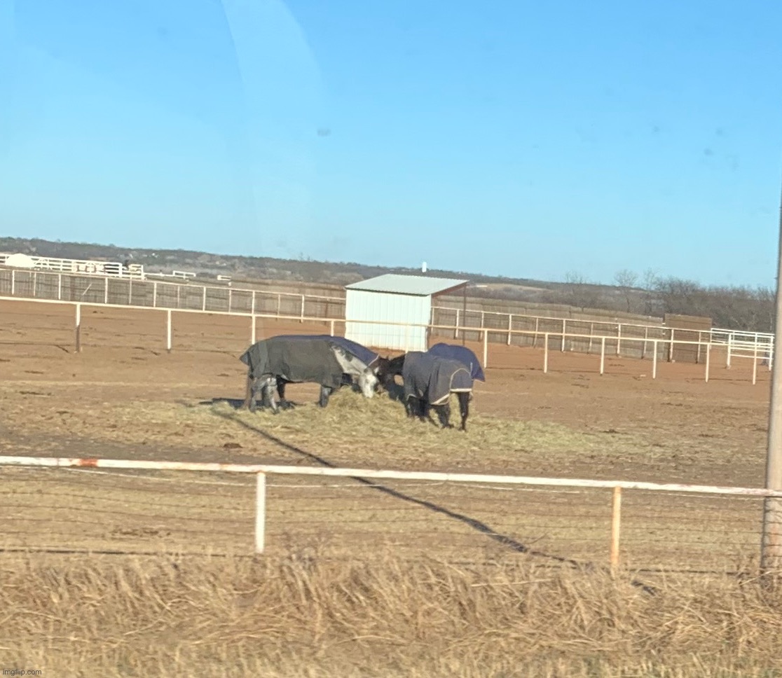 Horses with coats | made w/ Imgflip meme maker
