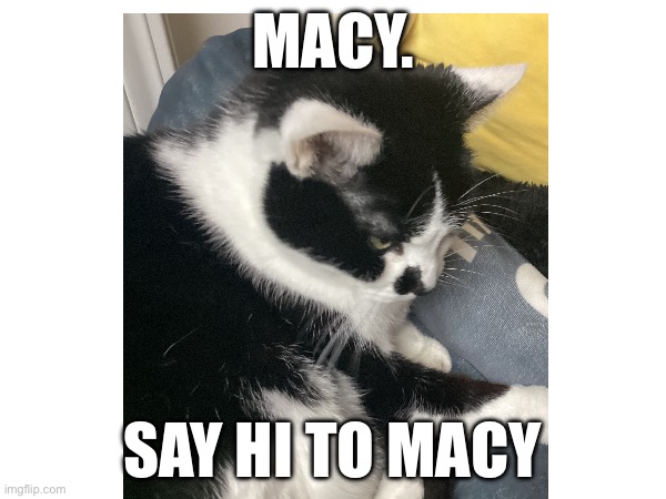 MACY. SAY HI TO MACY | made w/ Imgflip meme maker