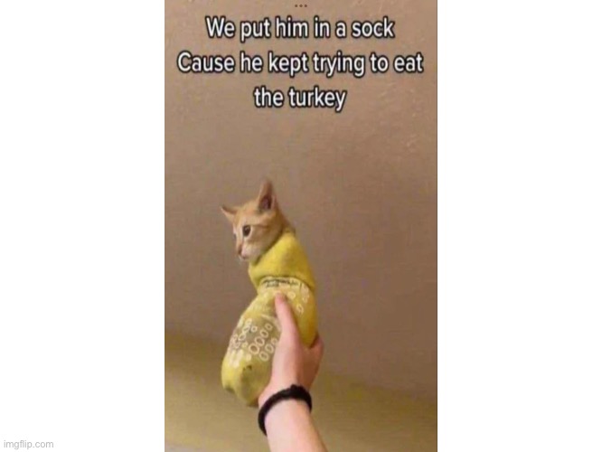 image tagged in funny cats,cats | made w/ Imgflip meme maker