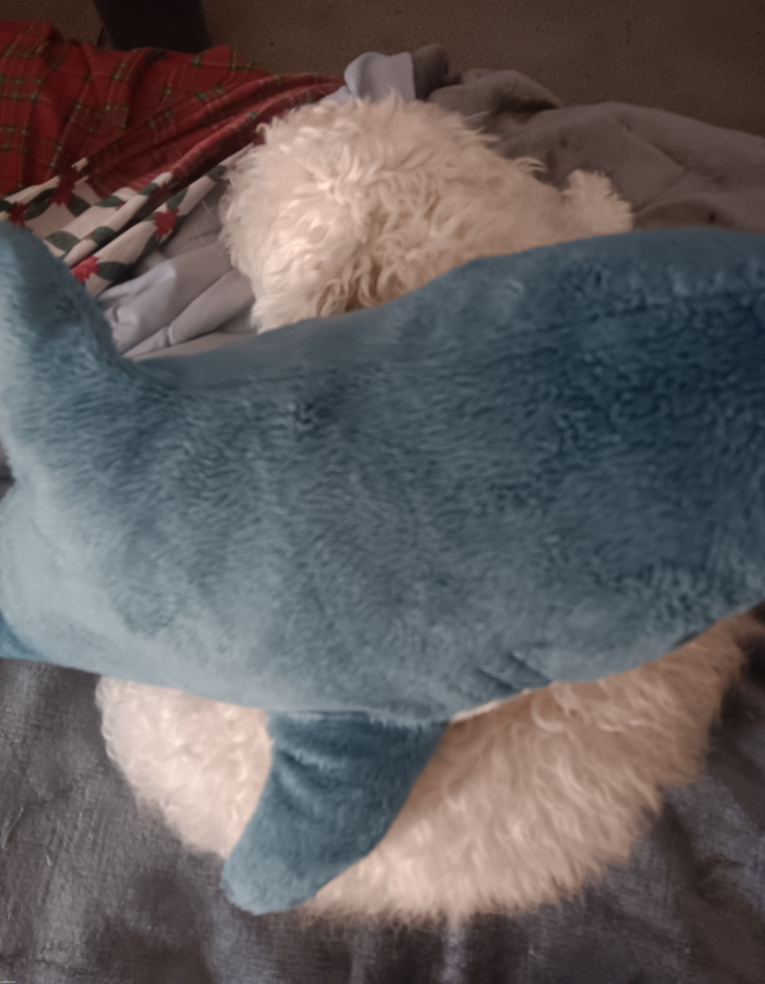 I did the viral "put a blahaj on your dog" tiktok challenge | made w/ Imgflip meme maker