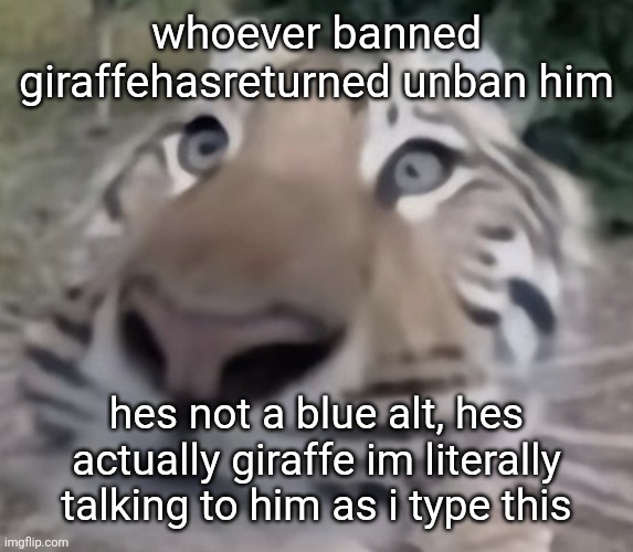 tigre | whoever banned giraffehasreturned unban him; hes not a blue alt, hes actually giraffe im literally talking to him as i type this | image tagged in tigre | made w/ Imgflip meme maker