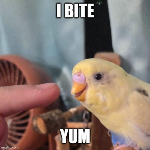 birb | I BITE; YUM | made w/ Imgflip meme maker