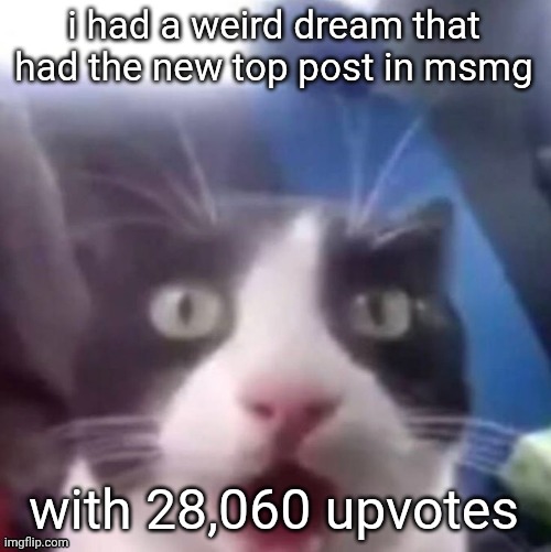 cat shocked | i had a weird dream that had the new top post in msmg; with 28,060 upvotes | image tagged in cat shocked | made w/ Imgflip meme maker