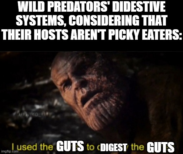 Even civilised humans eat organ flesh (eg. chicken livers or hearts), if prepared propperly. | WILD PREDATORS' DIDESTIVE SYSTEMS, CONSIDERING THAT THEIR HOSTS AREN'T PICKY EATERS:; GUTS; GUTS; DIGEST | image tagged in animals,carnivores,food,memes,nature | made w/ Imgflip meme maker