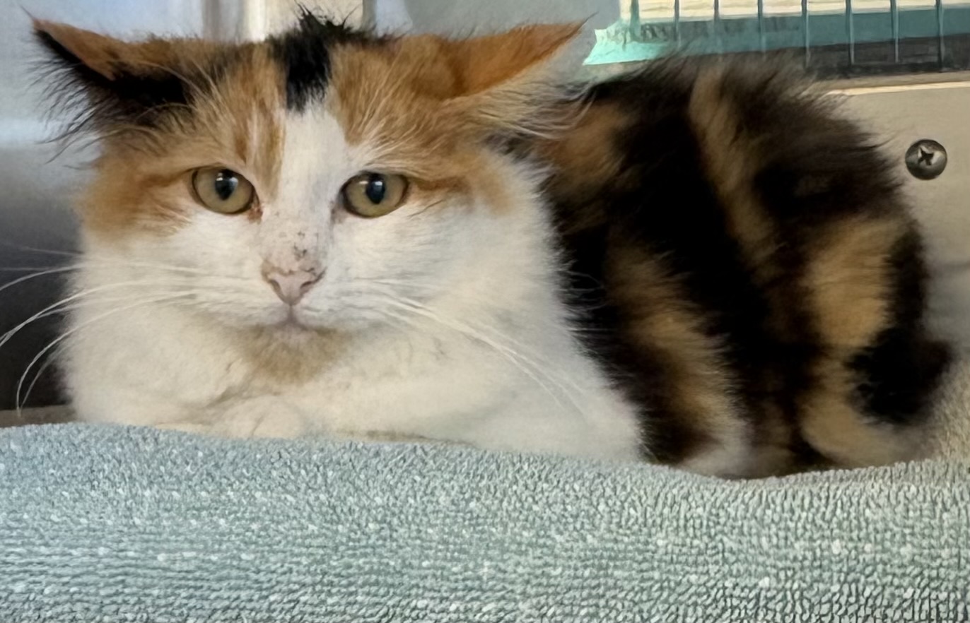 Sad lonely rescued kitten Blank Meme Template