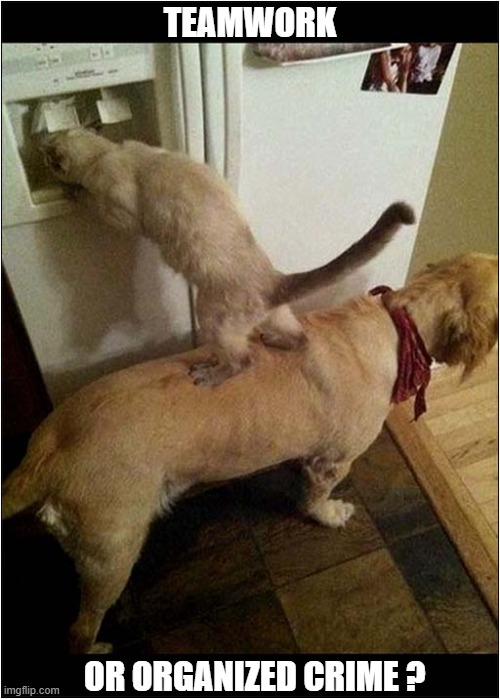 What's Going On Here ? | TEAMWORK; OR ORGANIZED CRIME ? | image tagged in cats,dog,teamwork,crime | made w/ Imgflip meme maker