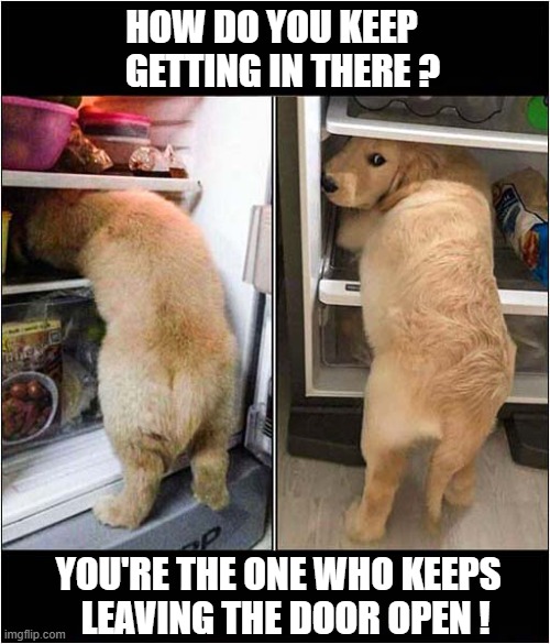 I Blame The Owner ! | HOW DO YOU KEEP
   GETTING IN THERE ? YOU'RE THE ONE WHO KEEPS
  LEAVING THE DOOR OPEN ! | image tagged in dogs,puppy,fridge,blame,owner | made w/ Imgflip meme maker