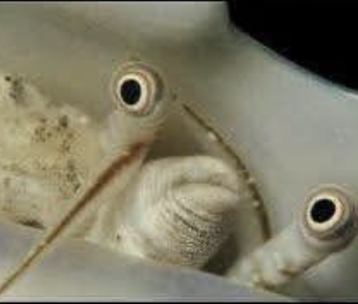 Judging Blank Meme Template