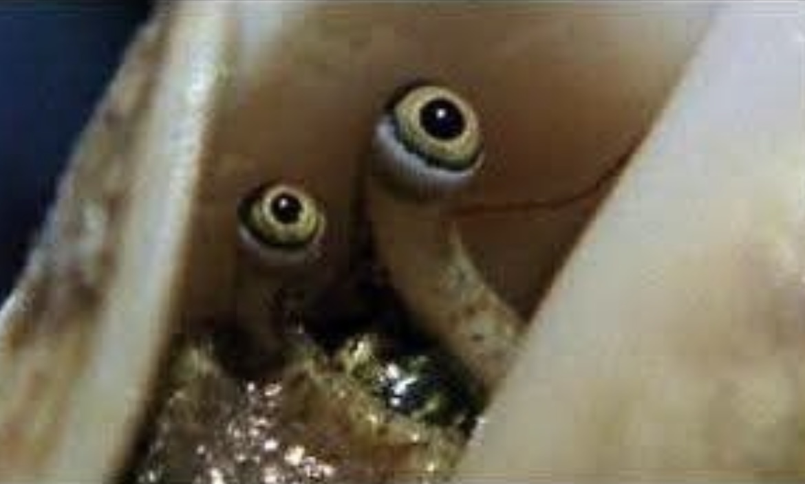 The Horror Blank Meme Template