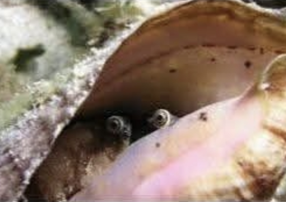 Watching Blank Meme Template