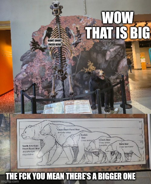 BAER | WOW THAT IS BIG; GIANT SHORT FACED BEAR; THE FCK YOU MEAN THERE'S A BIGGER ONE | image tagged in bear | made w/ Imgflip meme maker