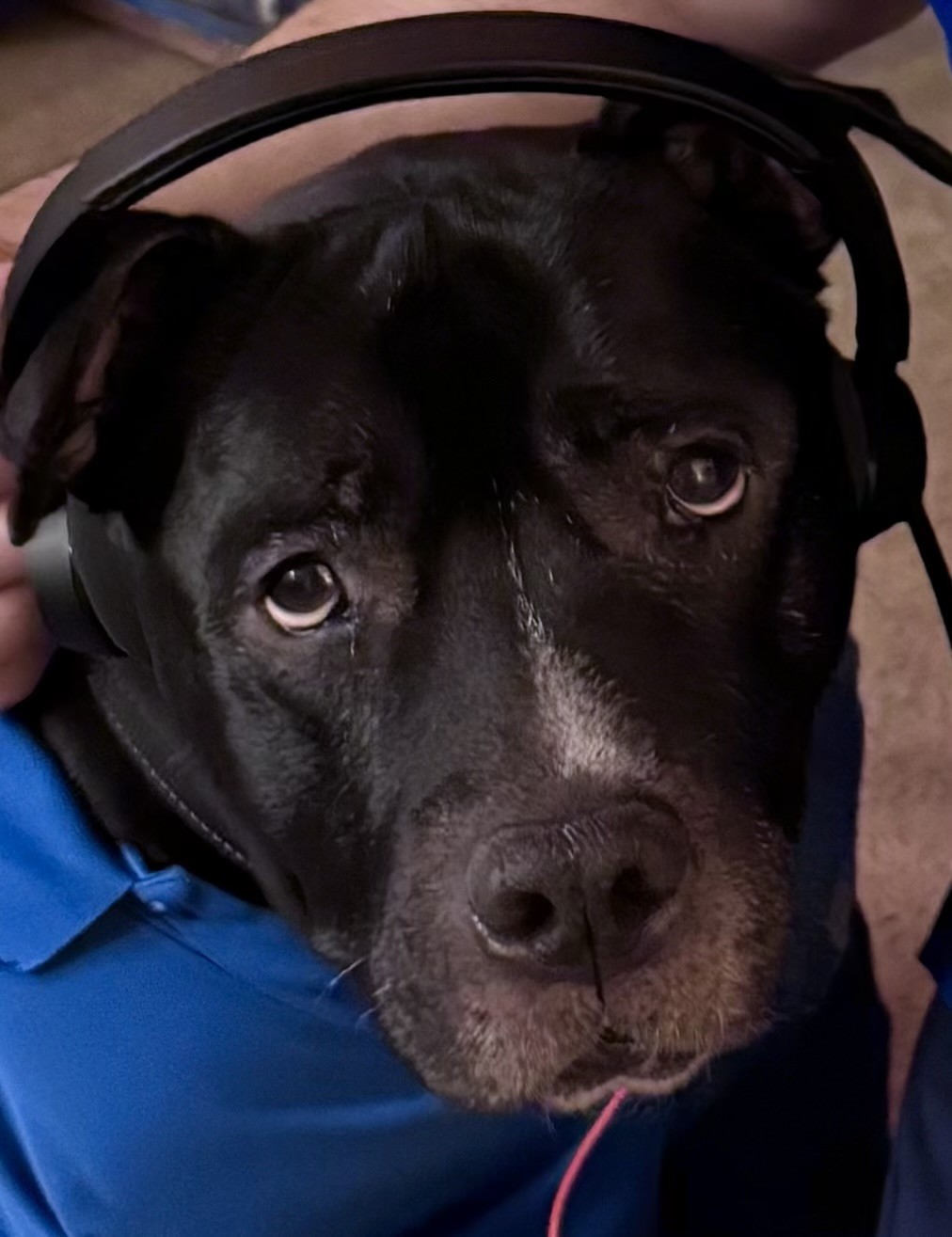 Boss Call Center Dog Blank Meme Template