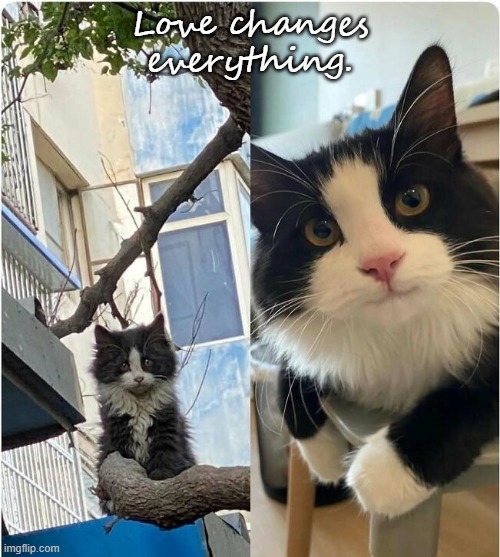 Love changes everything | Love changes everything. | image tagged in cats | made w/ Imgflip meme maker