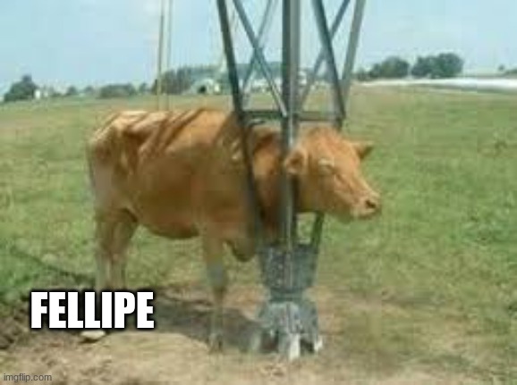 Mateo | FELLIPE | image tagged in mateo | made w/ Imgflip meme maker