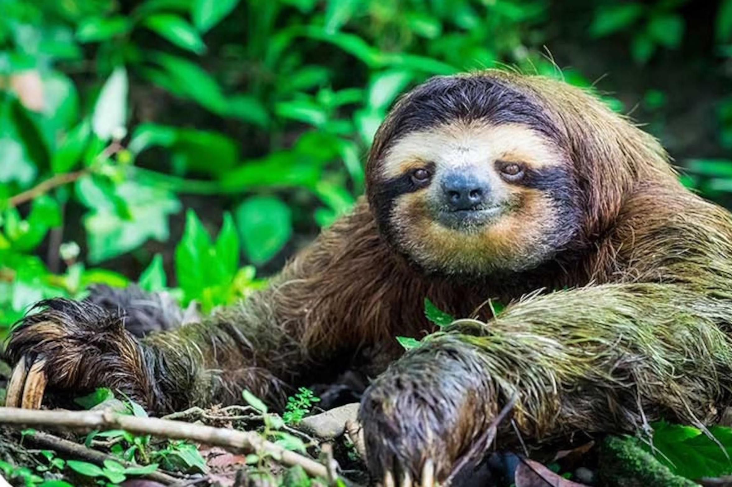 Sloth Blank Meme Template