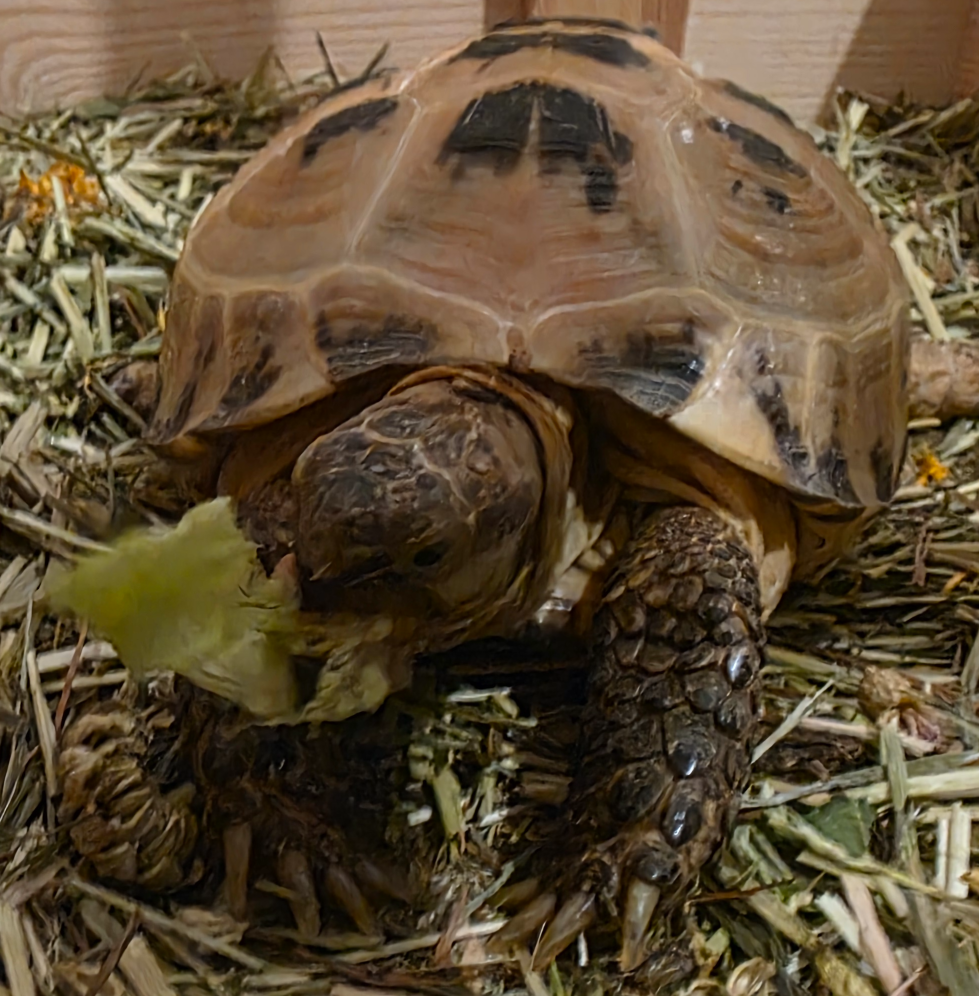 Freddy the tortoise Blank Meme Template