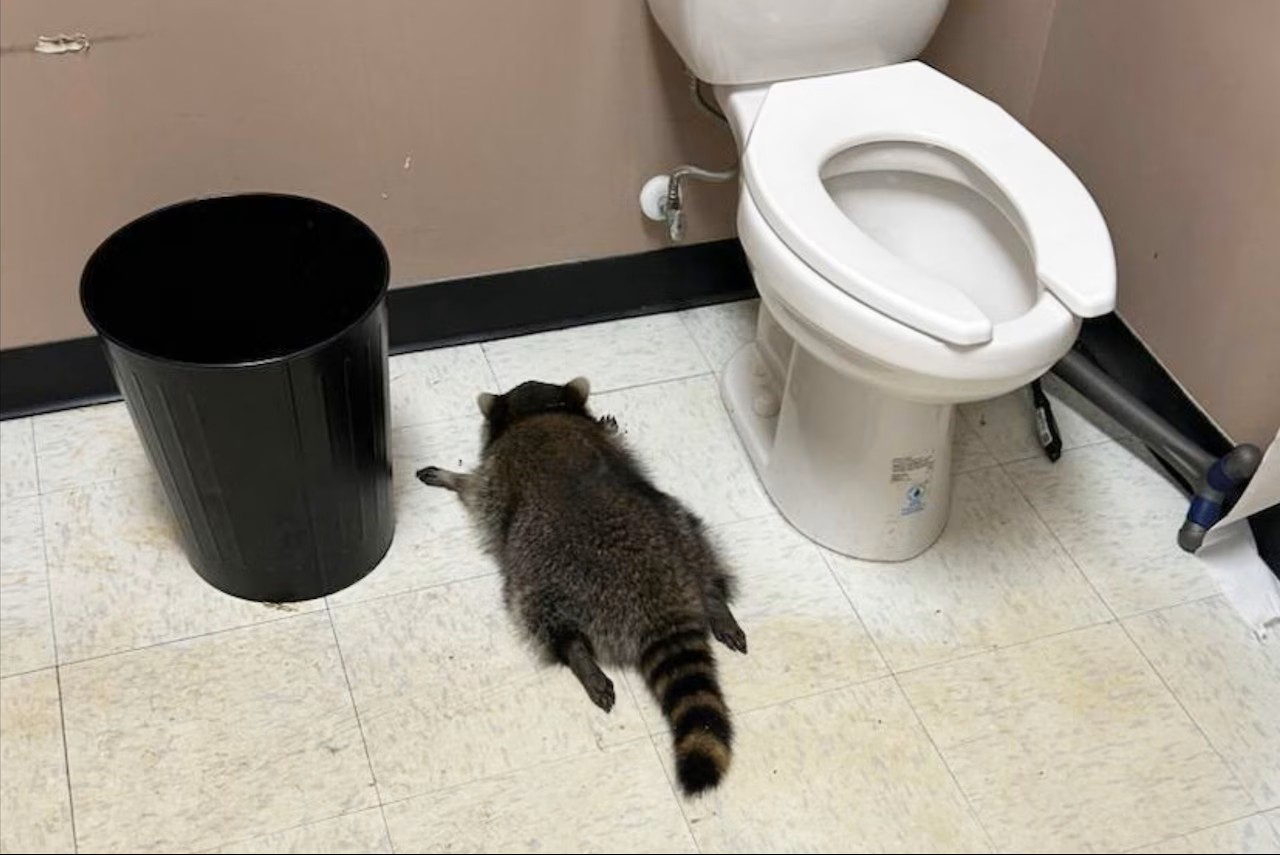 Drunk Raccoon Bathroom Blank Meme Template