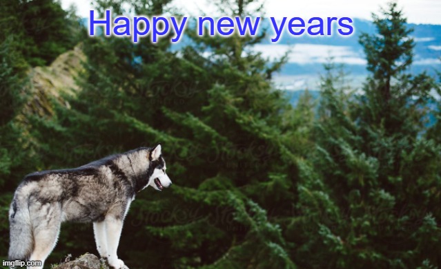 2026 | Happy new years | image tagged in husky | made w/ Imgflip meme maker